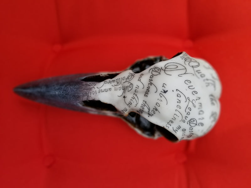 Tabletop & Statuary, RETAILONLY, Skulls/Skeletons, gothic home decor, gothic decor, goth decor, Poe Raven Skull, darkothica
