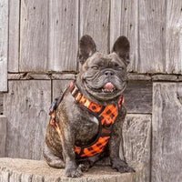 Plaid-tastic All-rounder Harness
